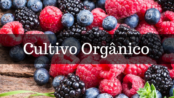 Cultivo de Frutas Vermelhas Orgânicas