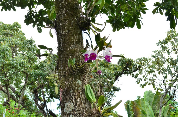 Orquideas no paisagismo, como utilizar orquideas no paisagismo